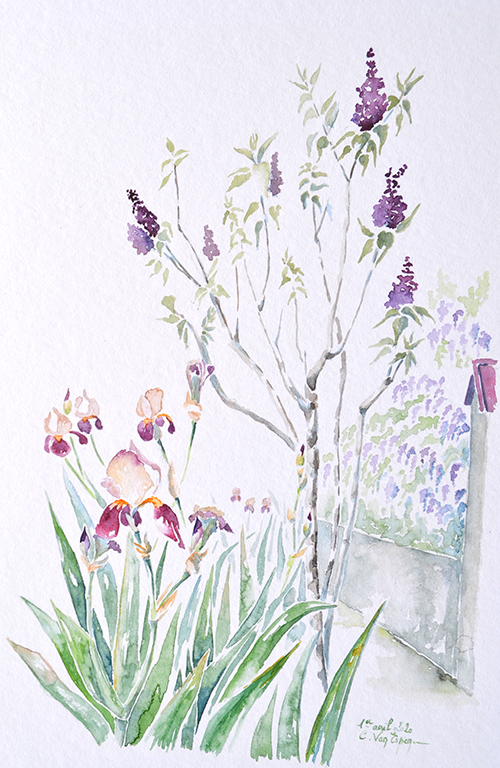 A l'aquarelle, en premier plan, un ensemble d'iris brun violet, en second plan un pied de lilas mauve