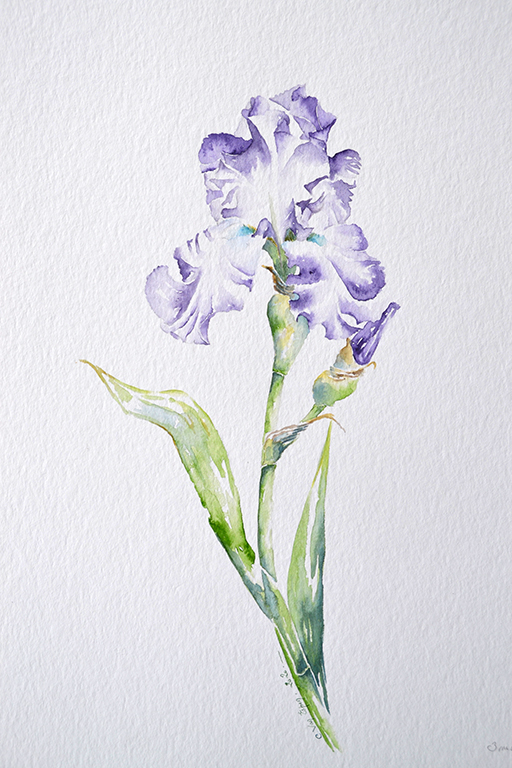 à l'aquarelle, iris de une fleur aux couleurs bleu
